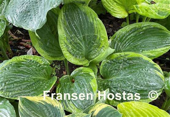 Hosta Capitol Hill