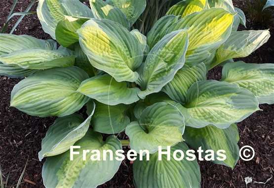 Hosta Captain Kirk