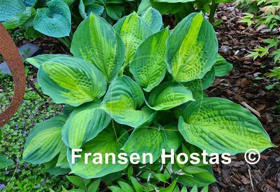 Hosta Captain Kirk