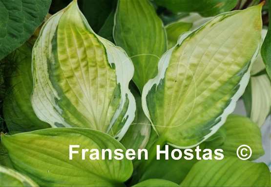 Hosta Captain's Adventure