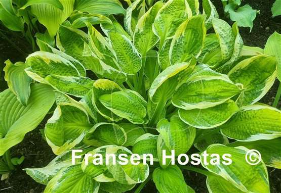 Hosta Captain's Adventure