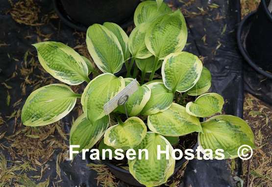Hosta Captain's Adventure