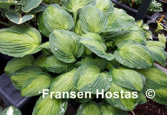 Hosta Captain Kirk