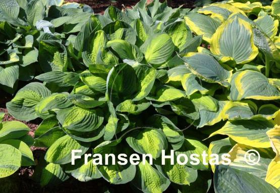 Hosta Captain Kirk