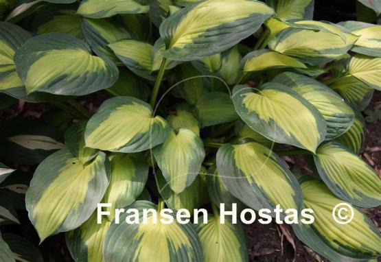 Hosta Captain Kirk