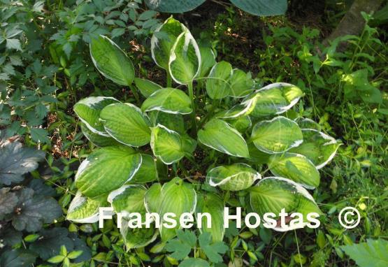 Hosta Captain's Adventure