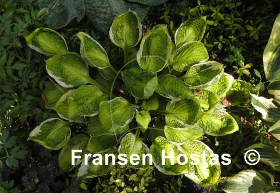 Hosta Captain's Adventure