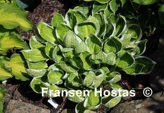 Hosta Captain's Adventure