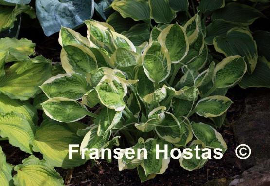 Hosta Captain's Adventure