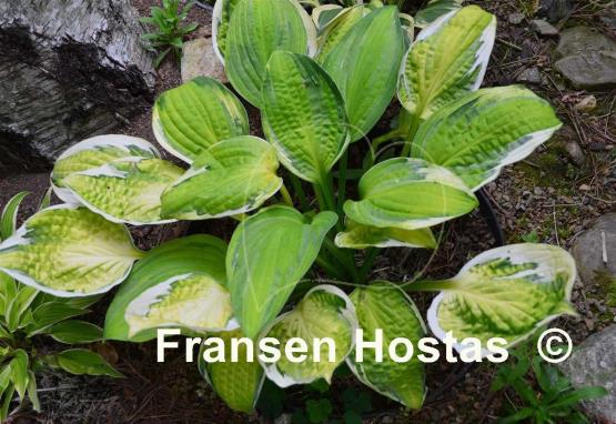 Hosta Captain's Adventure