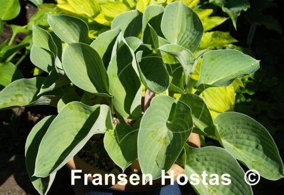 Hosta Carder Blue