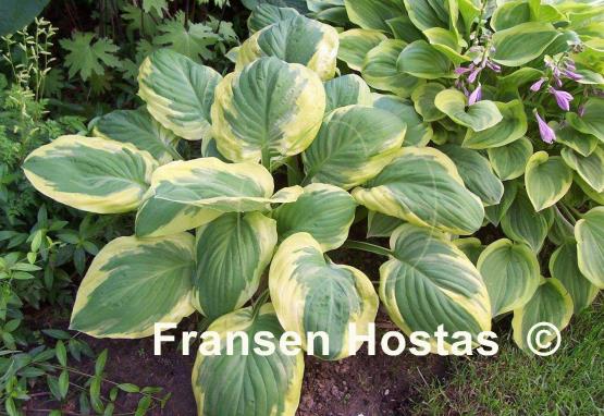 Hosta Carnival