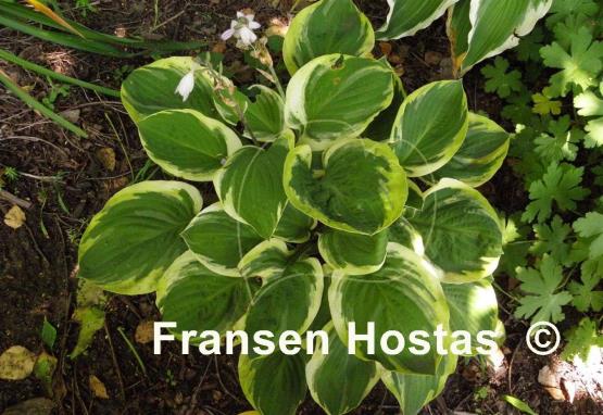 Hosta Carnival