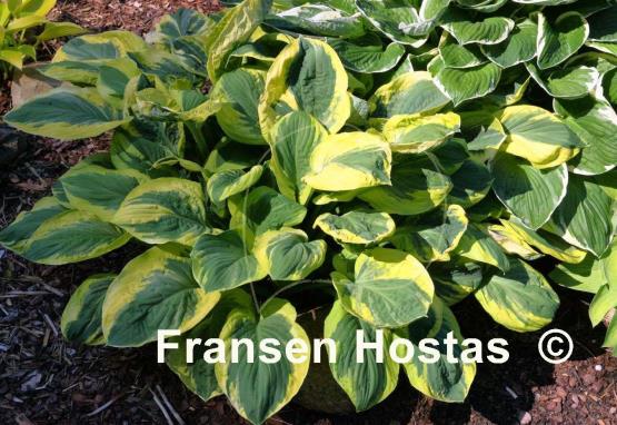 Hosta Carnival
