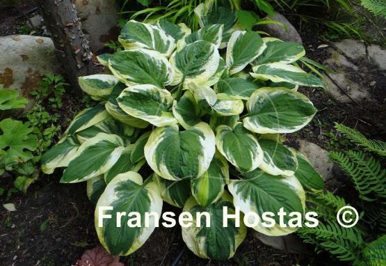 Hosta Carnival