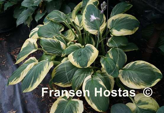 Hosta Carnival