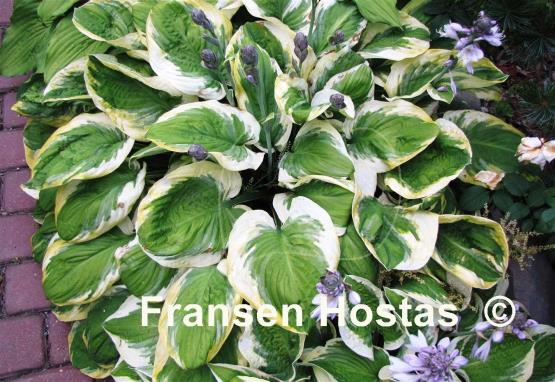 Hosta Carnival