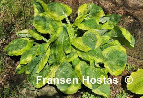 Hosta Carnival