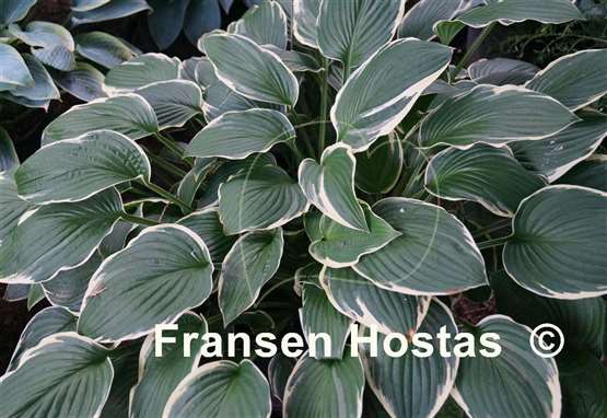 Hosta Carol