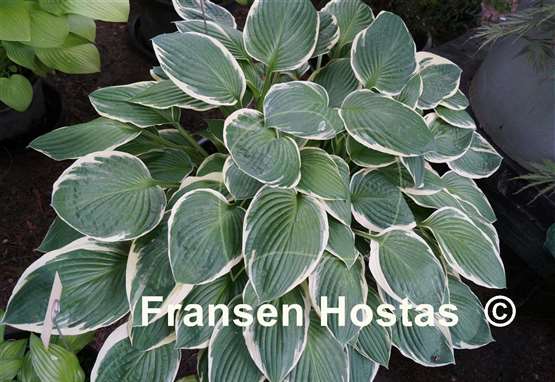 Hosta Carol