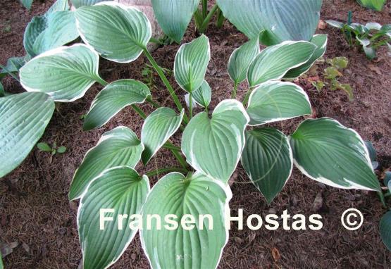 Hosta Carol