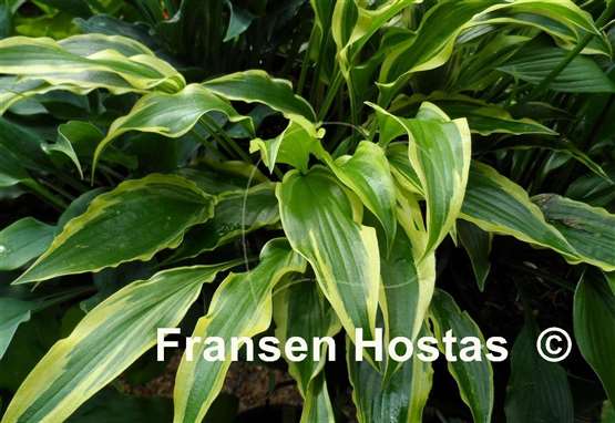 Hosta Carolina Sunshine