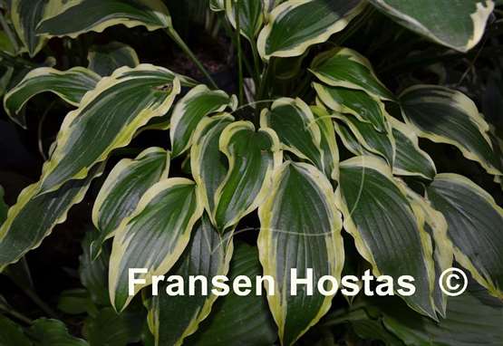 Hosta Carolina Sunshine
