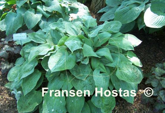 Hosta Carolina Blue