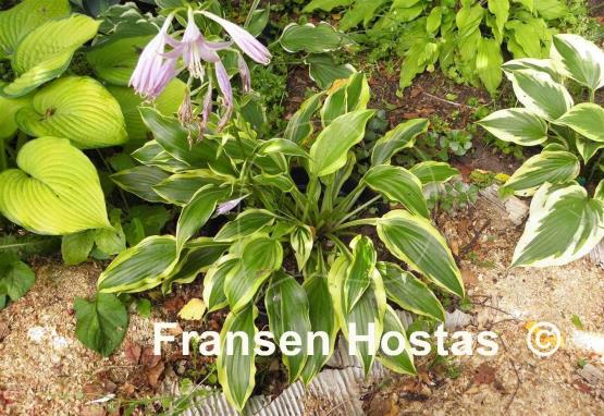Hosta Carolina Sunshine