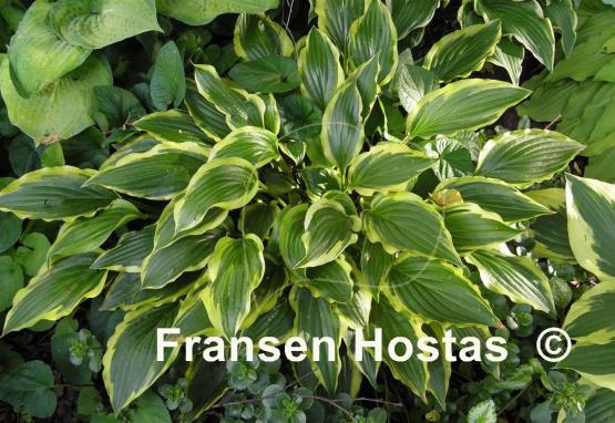 Hosta Carolina Sunshine
