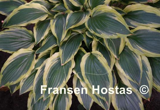 Hosta Carolina Sunshine