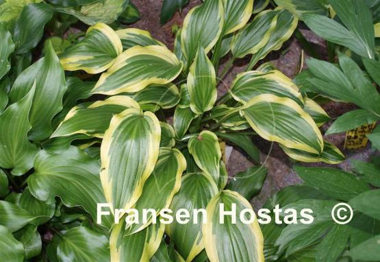 Hosta Carolina Sunshine