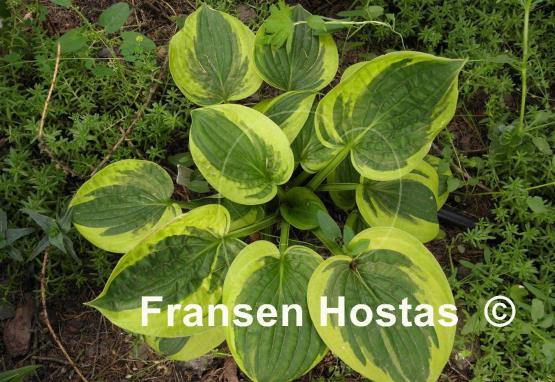 Hosta Carousel