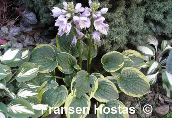 Hosta Carousel