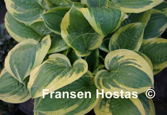 Hosta Carousel
