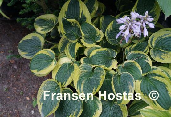 Hosta Carousel