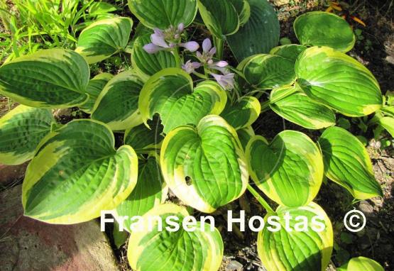 Hosta Carousel