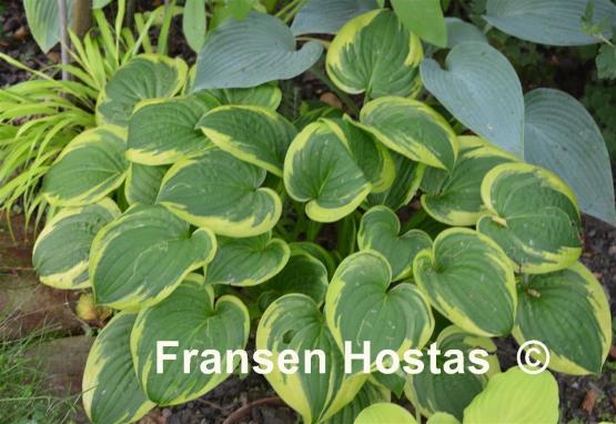 Hosta Carousel
