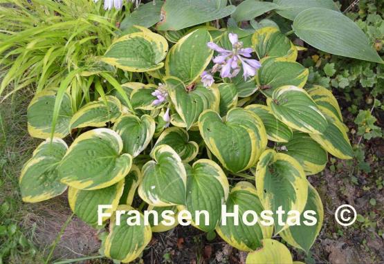 Hosta Carousel