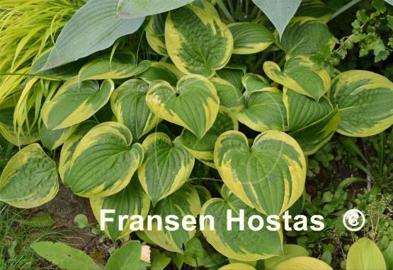 Hosta Carousel