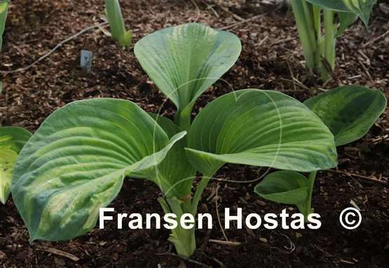 Hosta Carriage Wheels