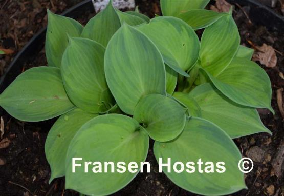 Hosta Carriage Wheels