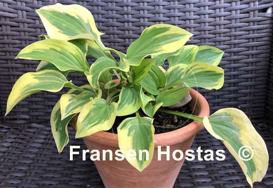 Hosta Carry On