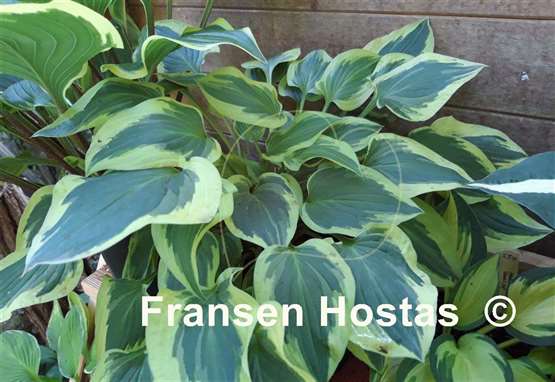 Hosta Carry On