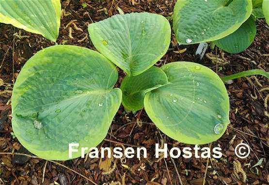 Hosta Cartwheels
