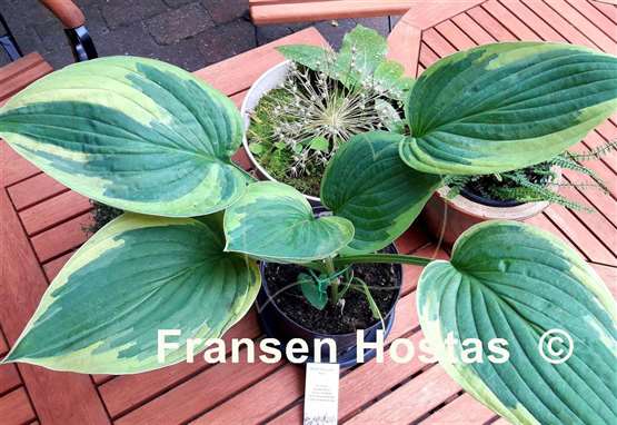 Hosta Cascade Mist