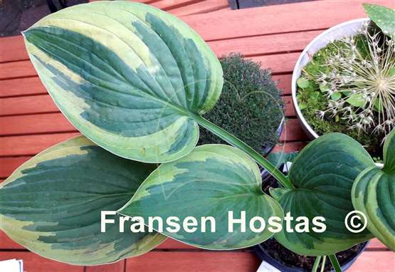 Hosta Cascade Mist