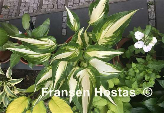 Hosta Cascades