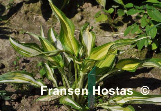 Hosta Cascades