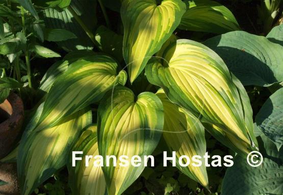 Hosta Cascades